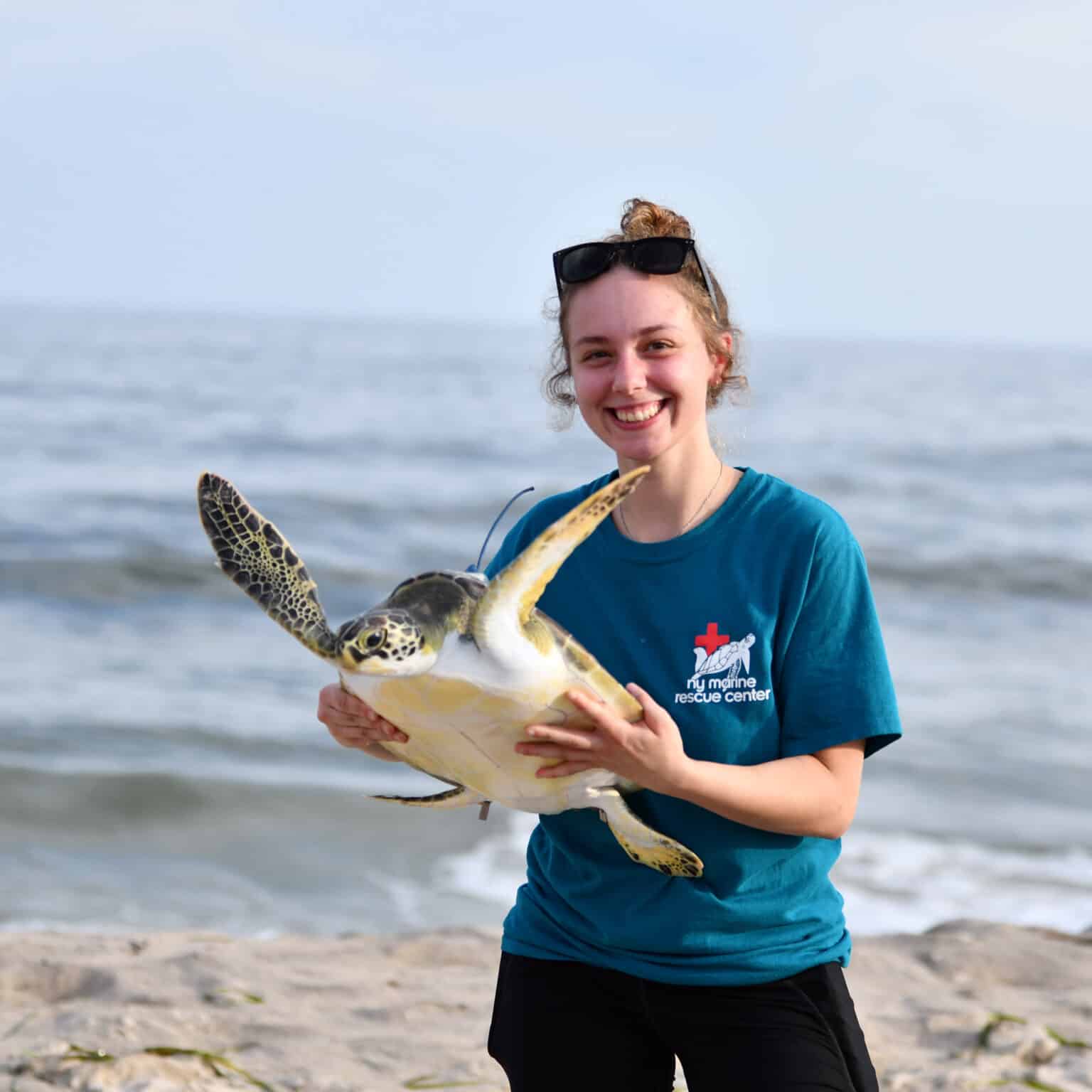 Who We Are | NY Marine Rescue Center